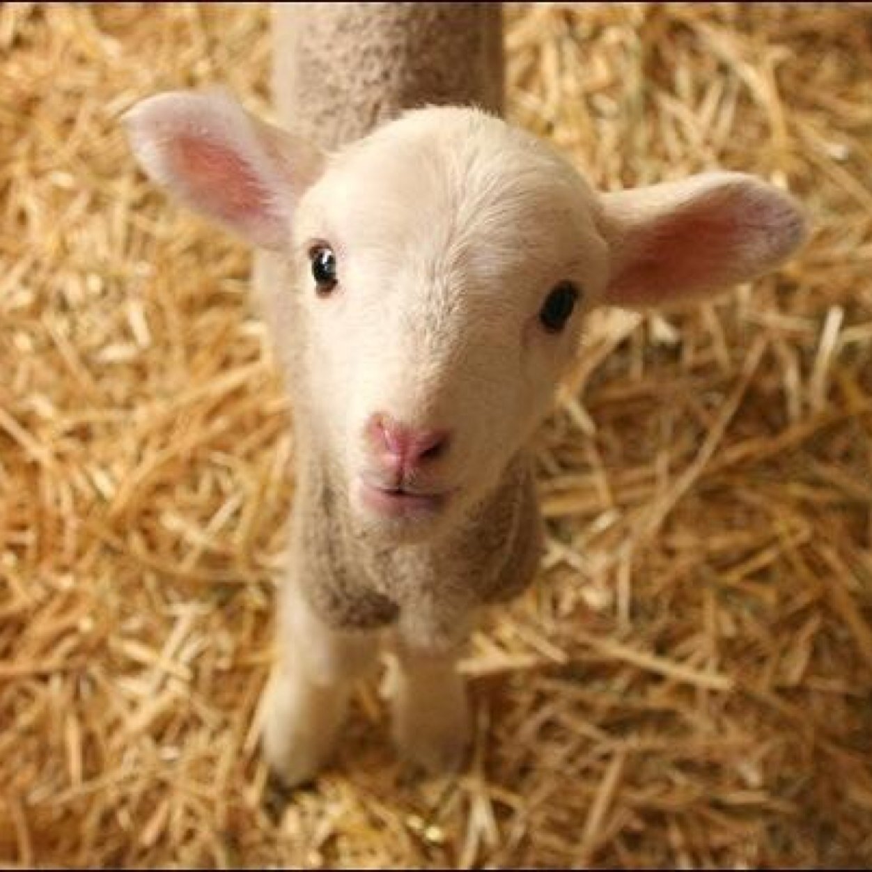 An animal farm/sanctuary in the green state of Vermont.