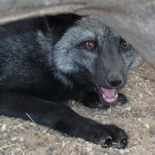Greymuzzle silver fox.