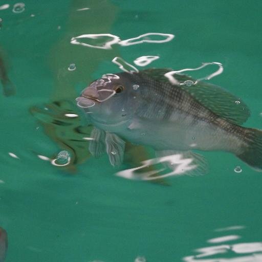 The Marine Science Magnet High School Aquaculture Facility (operated by Eric Litvinoff & Mike Guyot) focuses on educating the next generation of aquaculturists.