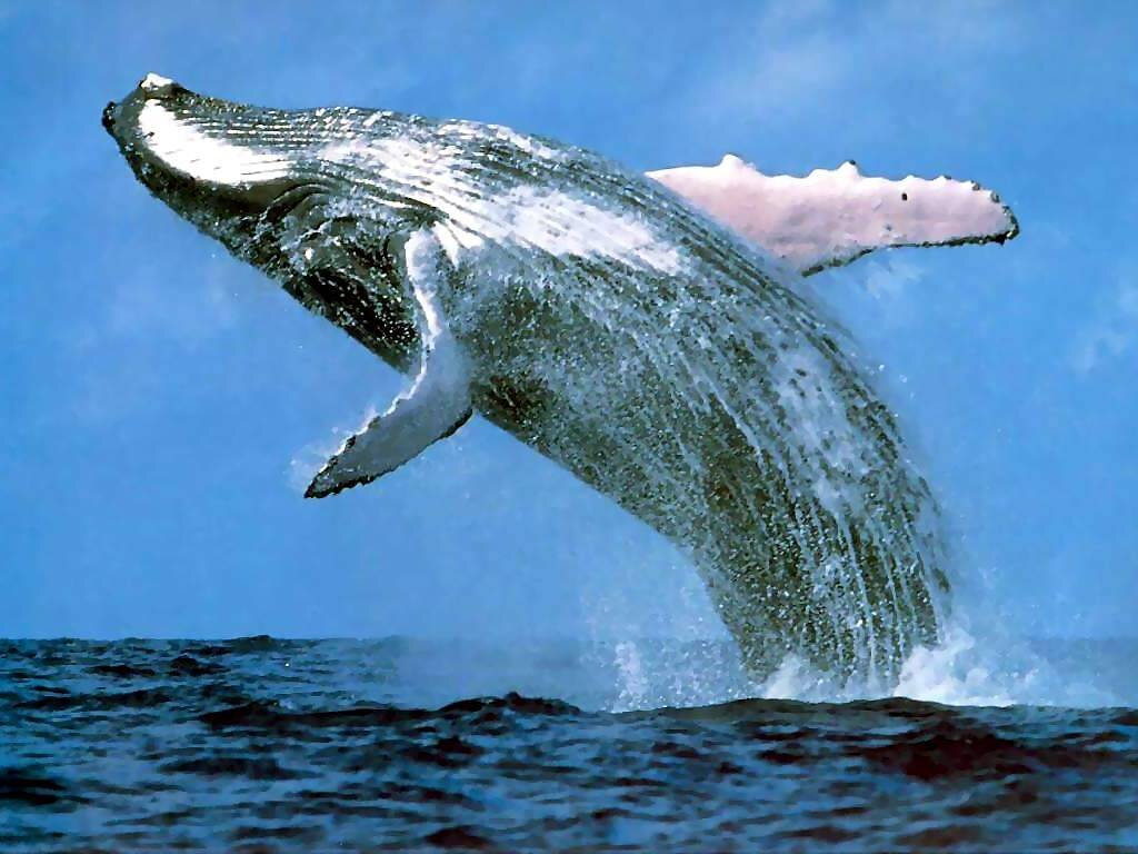 Whale Watching operators out of Manly, Sydney. 
Tours daily @ 9.45 am & 12.30 pm