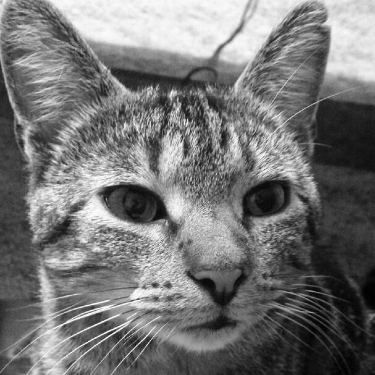 My name is boogers im awesome I belong to @Riccotherascal (RP) Personalr:@MrsPresleyDepp