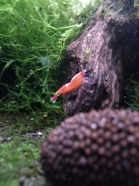 toyashrimp321's profile picture. ビーシュリンプ系でブリード楽しんでます(^ー^)特にハイブリが好きです♪宜しくお願い致しますm(_ _)m