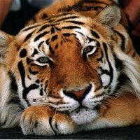 🐯 Michael Trooder(@cryptocurrency0) 's Twitter Profile Photo