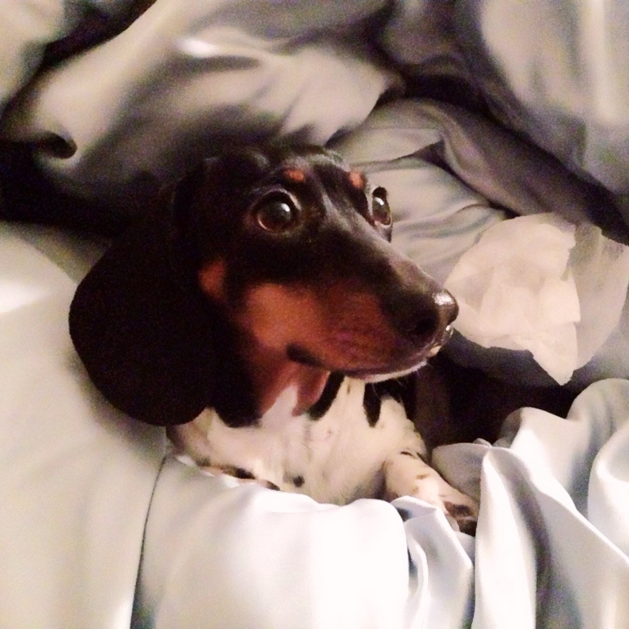 Just a dachshund.