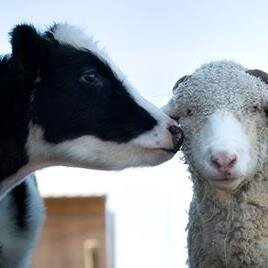 dollycollie's profile picture. 