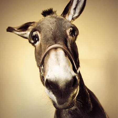 lallo65's profile picture. 