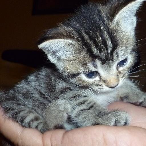 CC4Cats's profile picture. We rescue homeless cats and kittens from the streets and find them loving permanent homes.  Want to help?