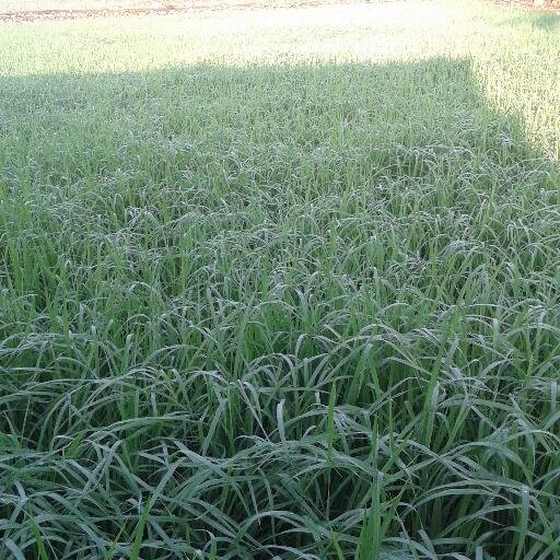 Tiruchengode a big town in namakkal district , a gud place , an excellent place for industries