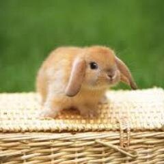 BrendaFulgencio's profile picture. Estudiante