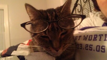 MachiaMeow's profile picture. 