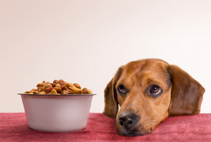 Your only source for do it yourself pet nutritional products, supplements and information. Watch for our tweets on articles and news about your pets nutrition.