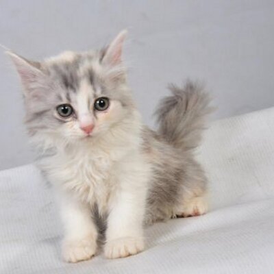 Shargyah Paws Shargyah Twitter
