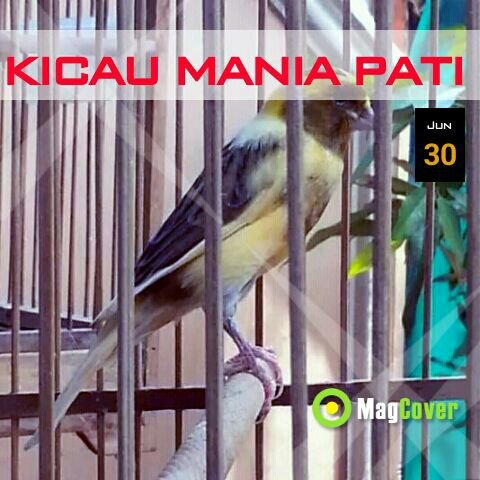 kmppati's profile picture. info seputar burung, kicau mania, info lomba burung pati dan sekitarnya.