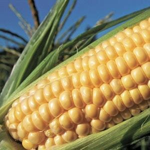Equipo técnico Agropecuario que presta asesoría Gratuita, sin distingo alguno a productores desposeídos de nuestro Municipio.