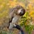 view_talking's profile image