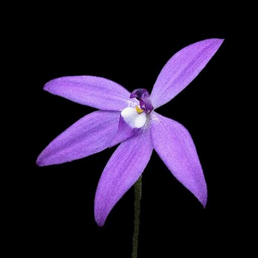 Love native & indigenous plants, #ozplants #ozflora #wildoz Australian Plants Society Yarra Yarra meets in Lower Plenty, Melb 1st Thursday/month except January.