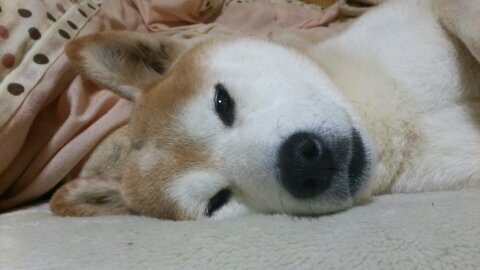 AxlroseW26's profile picture. 日本を愛し、日本を憂う者です。

                                                                                                      （エロ・商売・勧誘・左翼脳・反日・放射脳・共産主義
  お断り&ブロック）