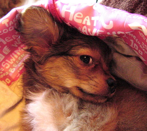 I am a silly Long Haired Chihuahua puppy discovering life. I tweet about things important to me. My human mommy = @Elle_Em_Lee. My nemesis = @I_Hummingbird.
