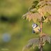 UK Nature (@uk_naturephotos) Twitter profile photo