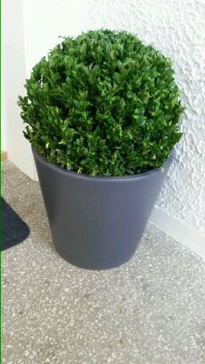 AstridOes's profile picture. 