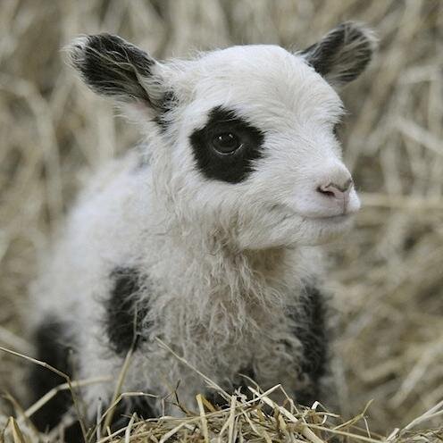 Genuine facts about sheep. #teamfollowback