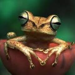 Congositive's profile picture. Love Congo and its people.
tweets about the positive side of the story.