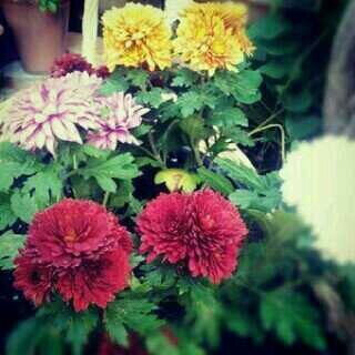‏‏‏سبحان الله وبحمده