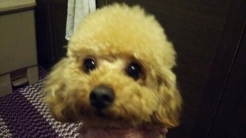 お散歩嫌いで食いしん坊やからちょっとぽっちゃりしてんねんけどダイエット頑張ってるねん！応援してね☆