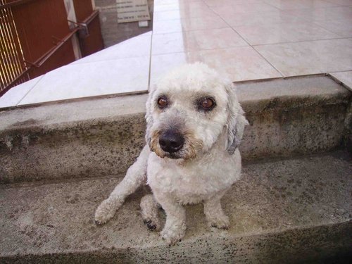 Fã do tchutchucão, pluto, bingo e apaixonado pela lessi :)