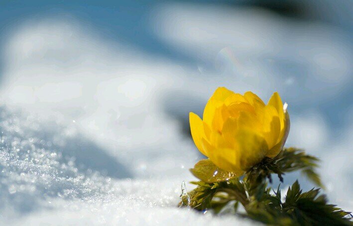 haru_yuki_k's profile picture. 平穏な日常こそが奇跡の賜物✨幸せの証し 🍀◆ Love💖･･お花見🌸 / 富士山🗻 / 満月🌝 / お空の愛犬たち🐶🌈 ◆ ２代目ヨーキー♀７歳2.2kgは超ビビリっ子 ◆ No Nukes, No War, 無党派 ◆ アイコンの雪解けに咲く福寿草の花言葉は「永遠の幸福🍀」