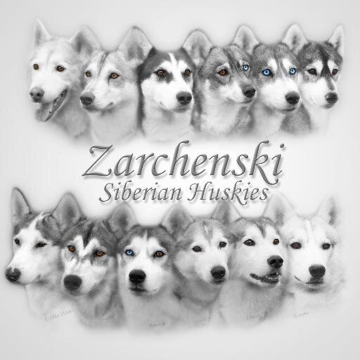Zarchenski Profile Picture