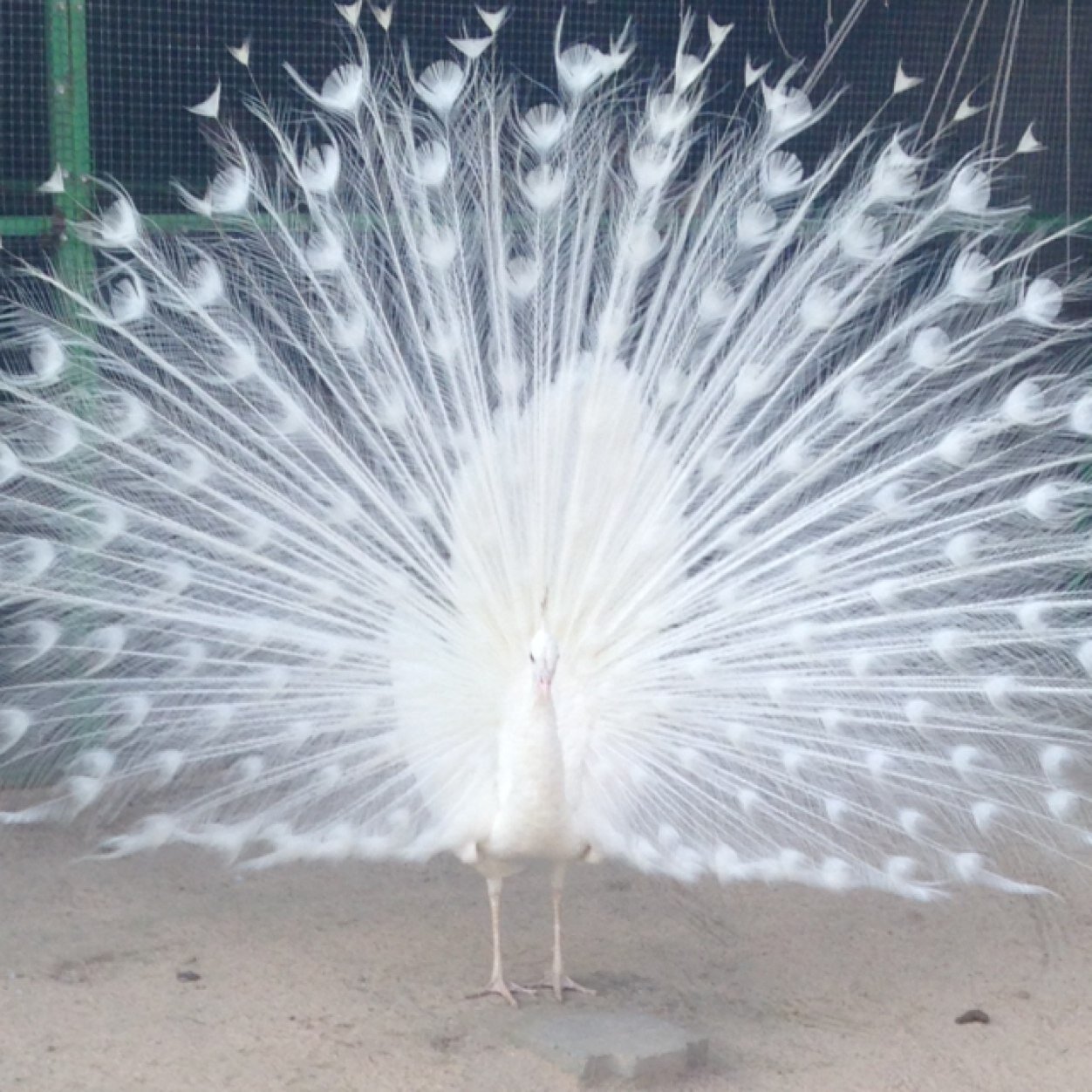 fahad_smart1's profile picture. 