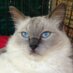 AliCat (@alisoncourt1) Twitter profile photo
