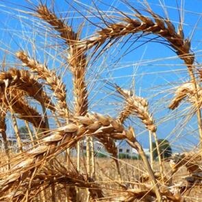 We are a team of academics from Lancaster University conducting research into global food security and the challenges that face the growing world population