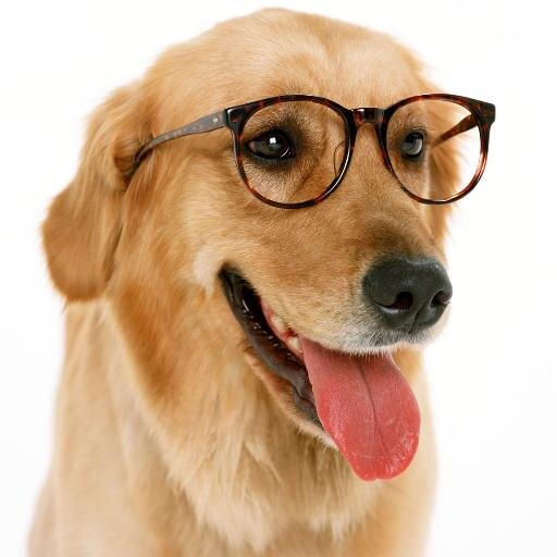 hayvanlarinalem's profile picture. Sizde evcil hayvanınızı bizimle paylaşın. 
Share them with us your pet.