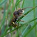 k'shandra biodiverse (@kshandrabiodive) Twitter profile photo