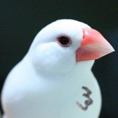 日常ツイート多め 時々文鳥 【画像及び文章の無断転載、再アップロード禁止】