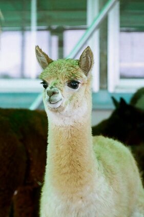 meg_yama_'s profile picture. 写真がすき。ロックがすき。お酒がすき。休日はもっぱら、牧場にいるか、家にひきこもってます。最近ようやく写真でごはんを食べられるようになりました。