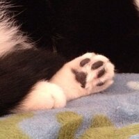 shmoosie (@shmoosie24) 's Twitter Profile