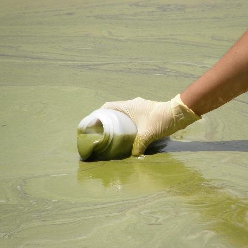 Tracking toxic algae outbreaks, reporting their impacts, detailing solutions. Maintained by @RMedia