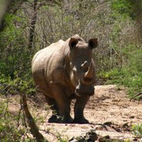 Save our Wilderness (@saveimfolozi) 's Twitter Profile