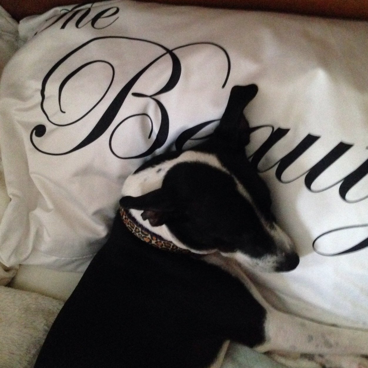 prancing, hopping, barking, chewing, modeling, snuggling, chasing, attacking, running, sleeping, digging, shitting, jumping. Being a bad bitch is my life.