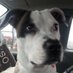 Dogs Life Magazine (@dogslifemag07) Twitter profile photo
