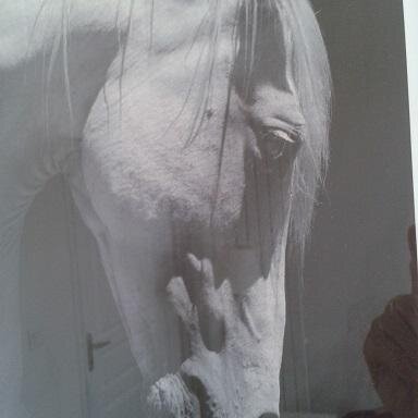 michelantier's profile picture. De droite..tout simplement. Passionné de chevaux et de Monteverdi   .   Amoureux de la mer .