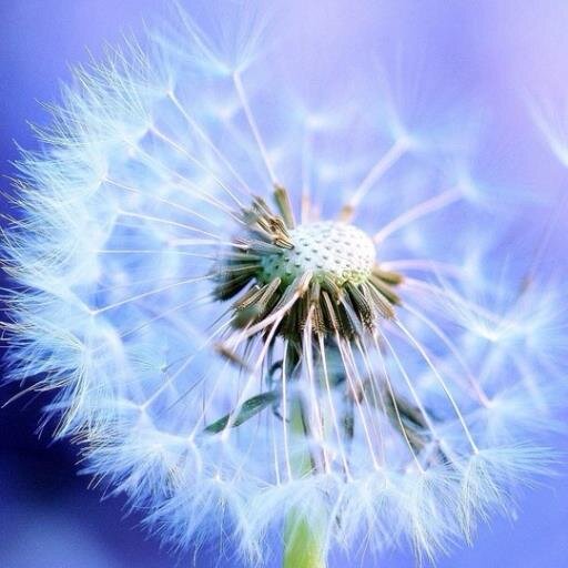 Epanadiplose's profile picture. 