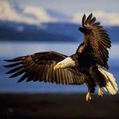 eagle_justice28's profile picture. Juvenile Justice With Eyes Open