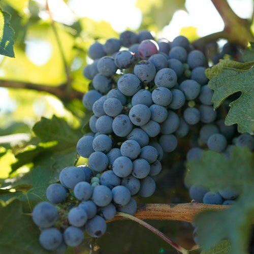Wine is life. Live it well.