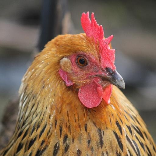 SmallholdDream's profile picture. Animal loving blogger