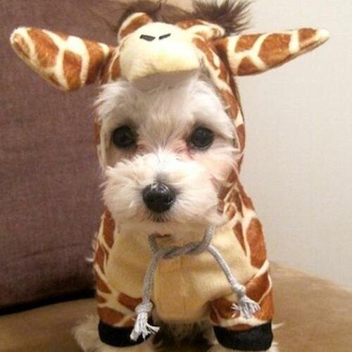 Smartindiaz's profile picture. Preocupada por el medio ambiente y el cambio climático. Empezando mi reto de #ZeroResiduos en casa. Un largo camino por recorrer!