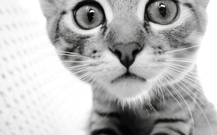 Meow.